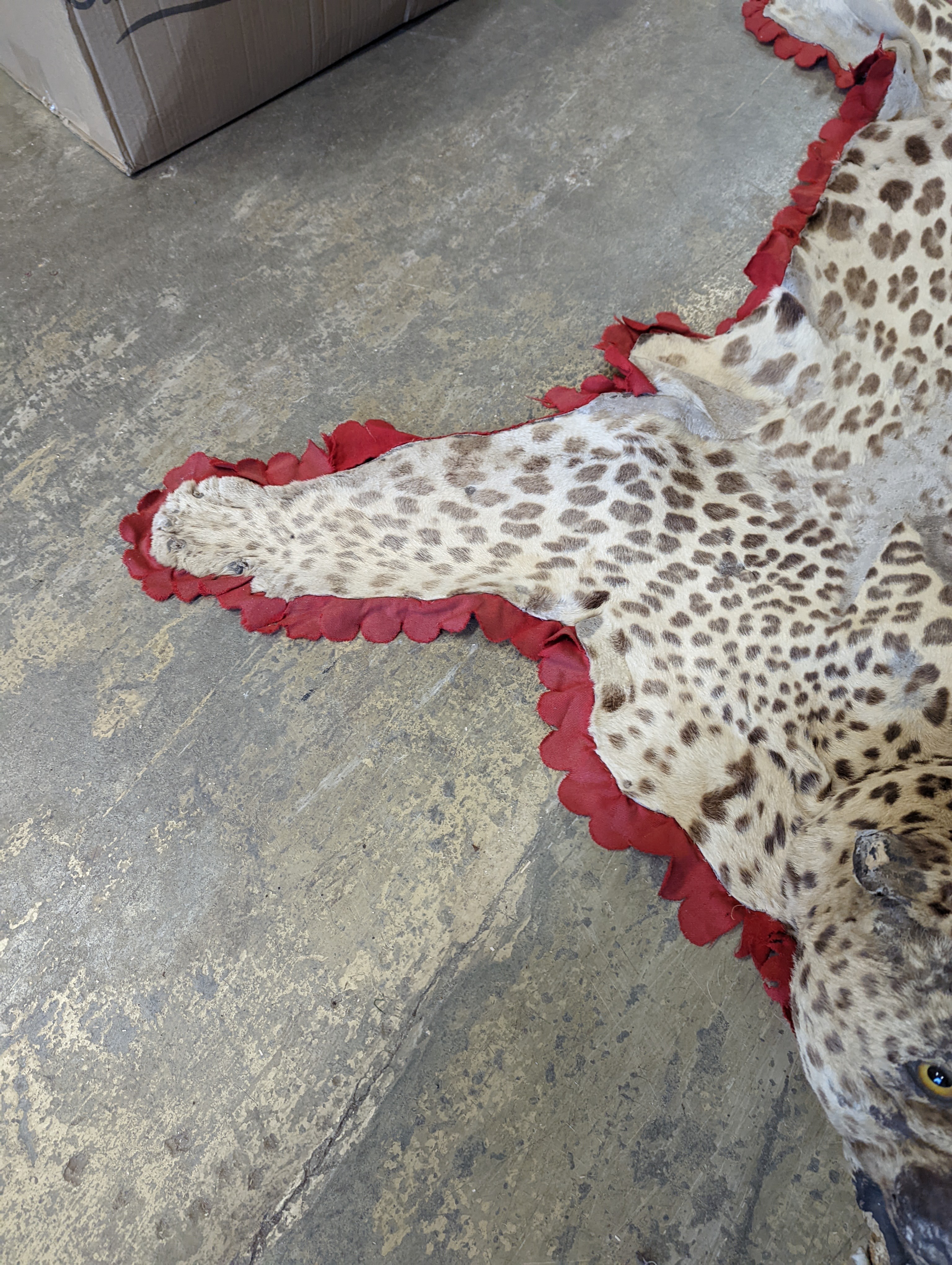 Taxidermy - a Leopard skin rug with head and stitched felt border, nose to tail 215cm